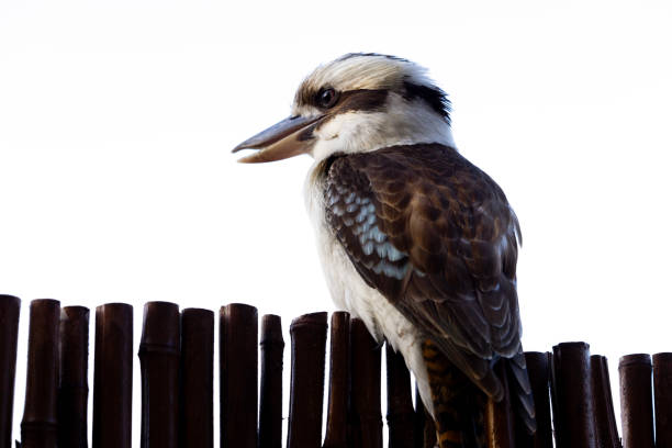 Closeup Laughing Kookaburra sitting on bamboo fence, white background with copy space, full frame horizontal composition