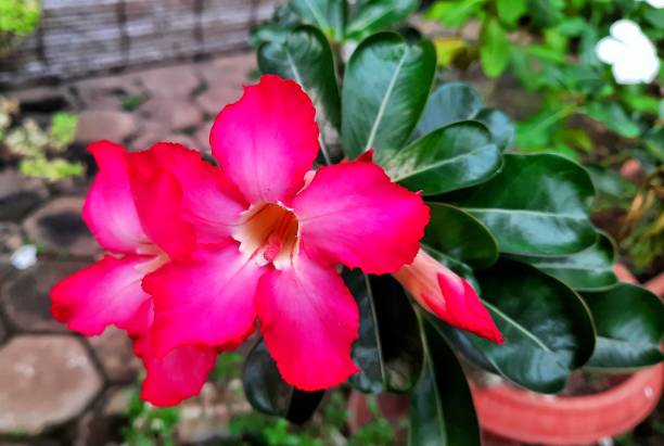 istock Desert rose or Adenium (Adenium obesum) or Japanese frangipani. 2178278929