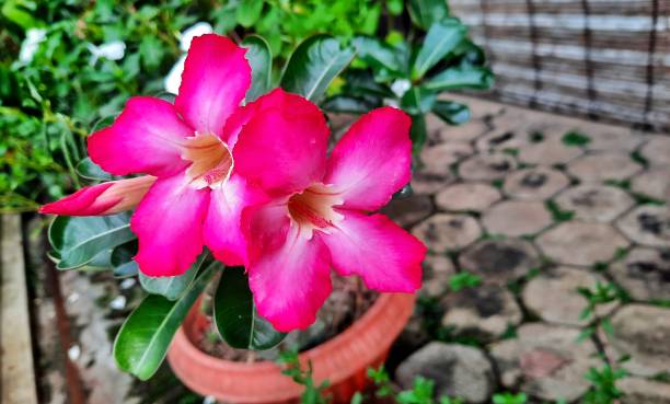 istock Desert rose or Adenium (Adenium obesum) or Japanese frangipani. 2178278931
