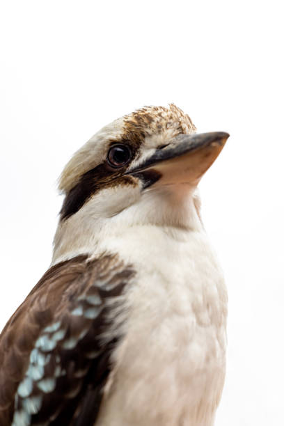 Closeup Laughing Kookaburra, side view, white background with copy space, full frame vertical composition