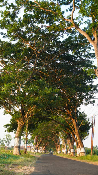 istock shade tree on the side of the road 2178281528