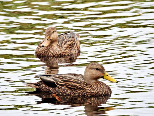 istock Mottled Ducks (Anas fulvigula) -  swimming in a lake with reflections 2178282274