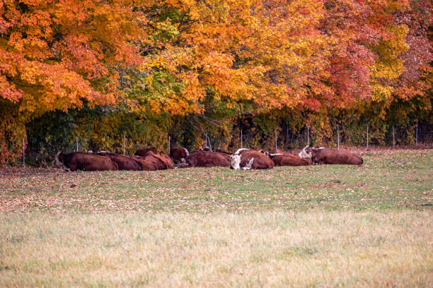 Hereford cows resting next to colorful trees in Wisconsin, horizontal