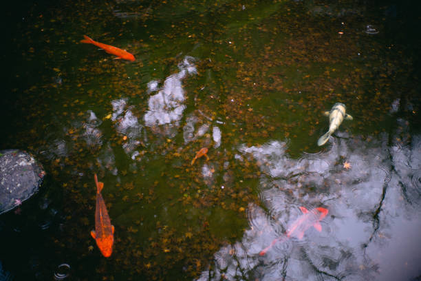 Koi in the Japanese garden.