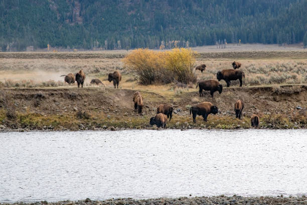 istock Bison or buffalo gather at river contemplating crossing at deep water point 2178282917