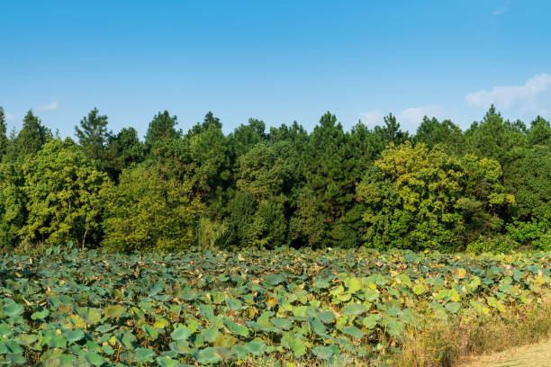 lotus leaves growing in the pond
