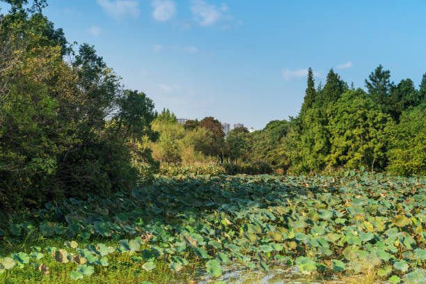 lotus leaves growing in the pond