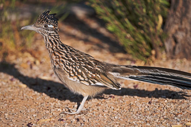 istock Roadrunner running around in a preserve 2178284395