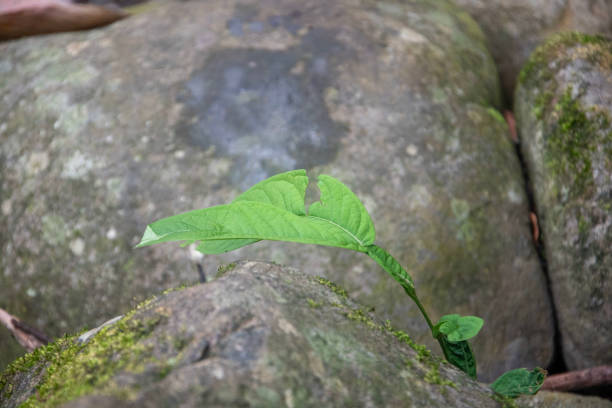 Nature.