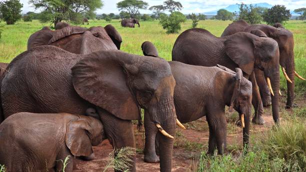 istock Elephant Herd Tanzania 2178284759
