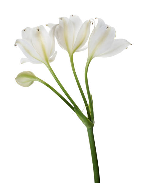 istock Crinum moorei flowers, Natal Lily, White Lily isolated on white background 2178284761