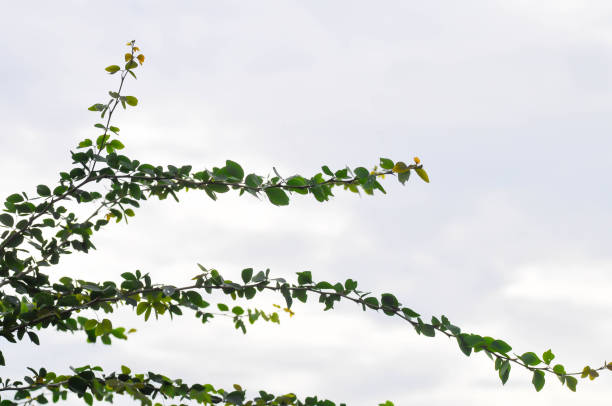 istock Pithecellobium dulce Roxb Benth, LEGUMINOSAE MIMOSOIDEAE and sky background 2178286988