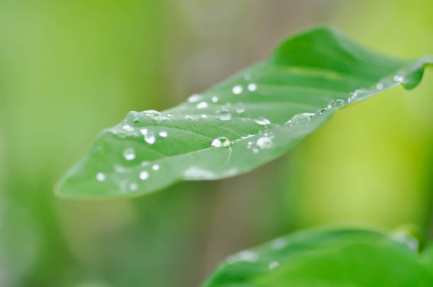 Sugar apple, Sweetsop ,Annona squamosa L or  ANNONACEAE plant with rain drop or dew drop