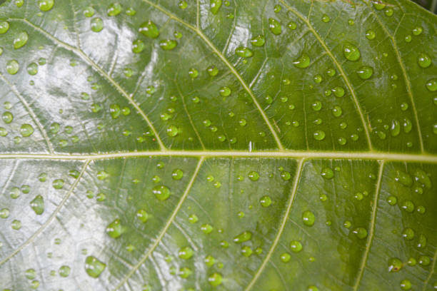 Green aloe vera plant with water drops
