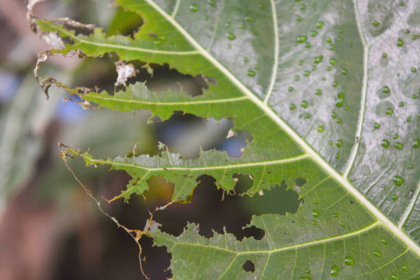 Close up of green leaves