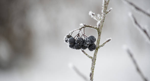 istock Frost-covered black aronia berries on a branch against a blurred snowy background 2178287574
