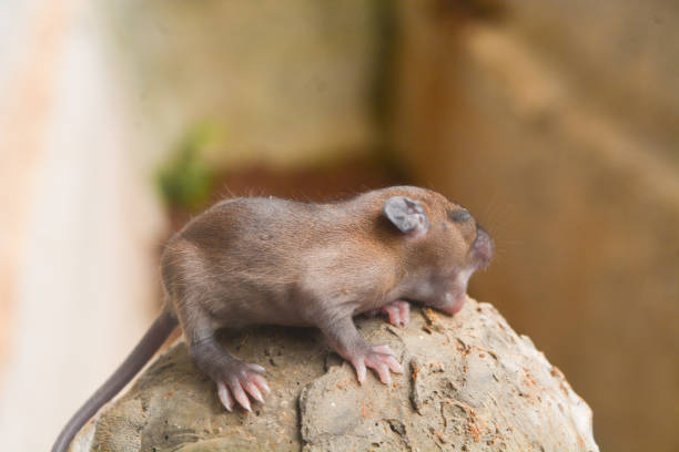Wood Mouse