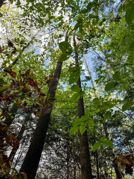 istock Scenic view on Old Man's Cave trail at Hocking Hills State Park in Logan, Ohio 2178289832
