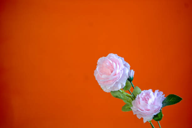 Isolated pink rose flowers on an orange background