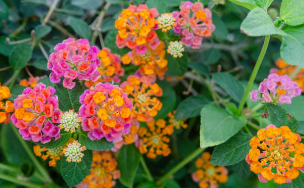 istock Lantana or Lantana camara flowers 2178290329
