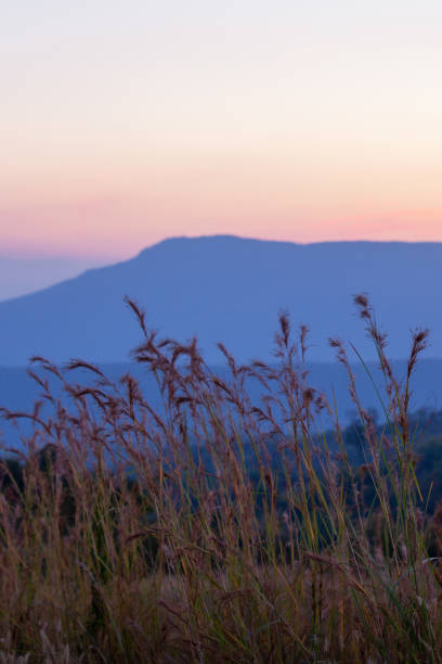 The scenery of a mountain during sunset, cane flowers blowing in the wind against a sunset sky in the background. Nam Nao, Thailand. Focus on the foreground.