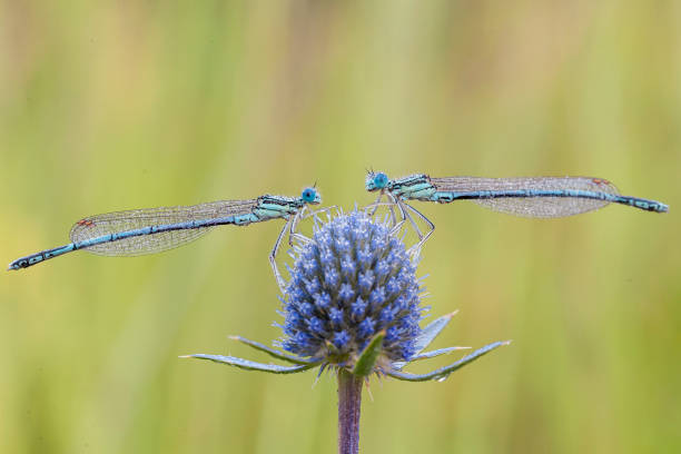 Enallagma cyathigerum (common blue dragonfly, common blue or northern blue)