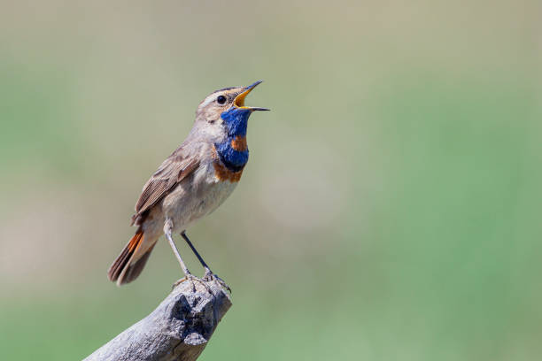 istock Bluethroat bird close up ( Luscinia svecica ) A singing bird sits on a beautiful branch 2178292881