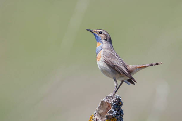 istock Bluethroat bird close up ( Luscinia svecica ) A singing bird sits on a beautiful branch 2178292891