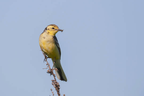 istock Female Citrine wagtail in spring plumage perched on small branch with green background 2178292895