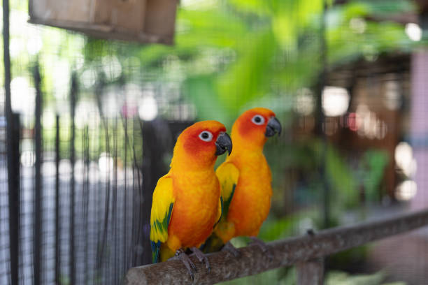 istock A colorful macaw parrot, animal portrait. 2178293445