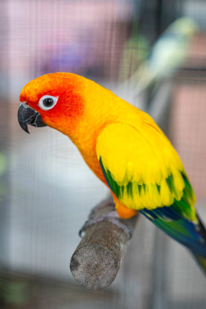istock A colorful macaw parrot, animal portrait. 2178293480