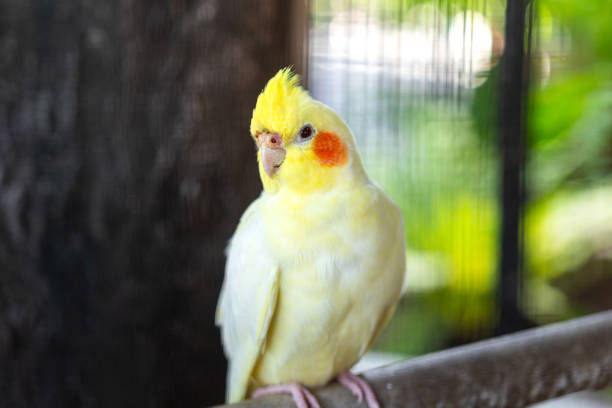 istock A colorful macaw parrot, animal portrait. 2178293489