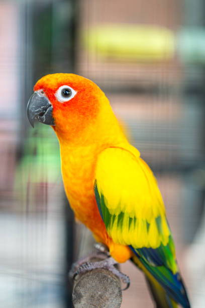 istock A colorful macaw parrot, animal portrait. 2178293572