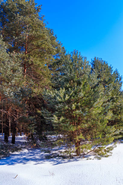 View of the snowy pine forest at winter