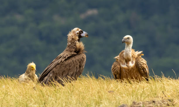 istock Cinereous, Egyptian and Griffon vultures and white-tailed sea-eagle on feeding station 2178295113