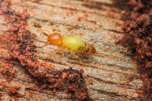 istock Termite walking on wood surface in natural habitat. 2178295213