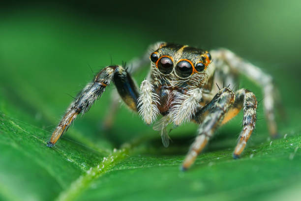 istock Jumping spider standing on a green leaf holding prey. 2178295236