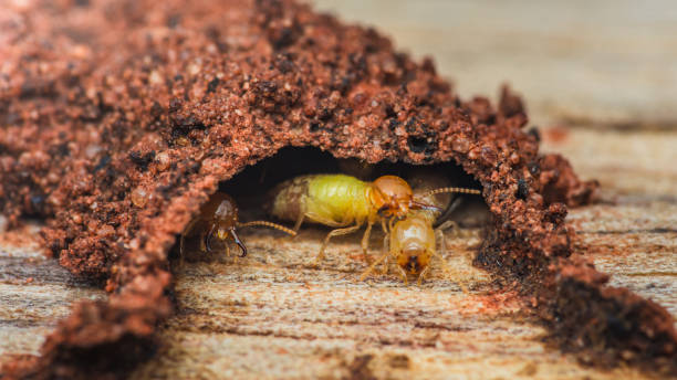istock Termites are leaving the nest built in wood. 2178295288