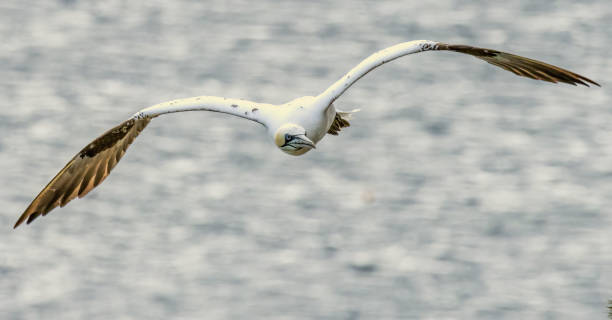 istock Northern Gannet on breeding rocks of Bempton cliffs, UK 2178295710