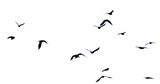 istock Flock of birds isolated on white background 2178295769
