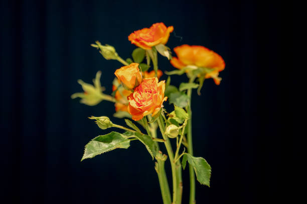 yellow rose flower on a Black Background in the center of image