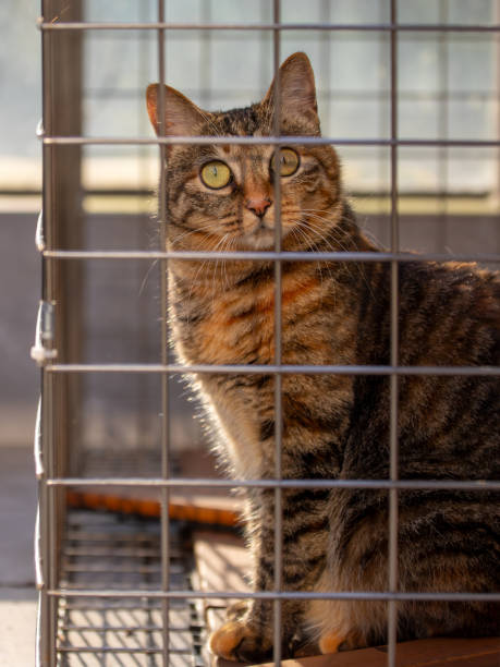istock A Chinese Lihua Cat sitting in catio, looking into camera 2178297428