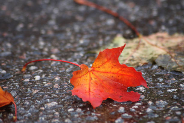 A colorful and beautiful autumn leaf laying on the asphalt