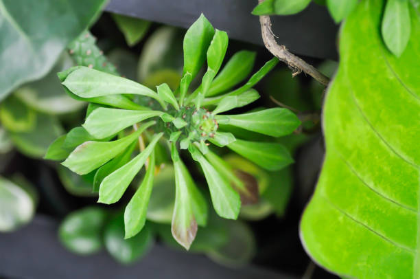 istock Monadenium, Euphorbia ritchiei or EUPHORBIACEAE 2178298158