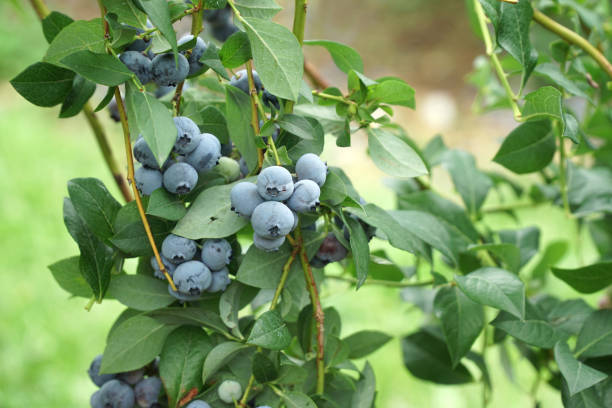 istock close up on fresh blueberry on the tree 2178299629