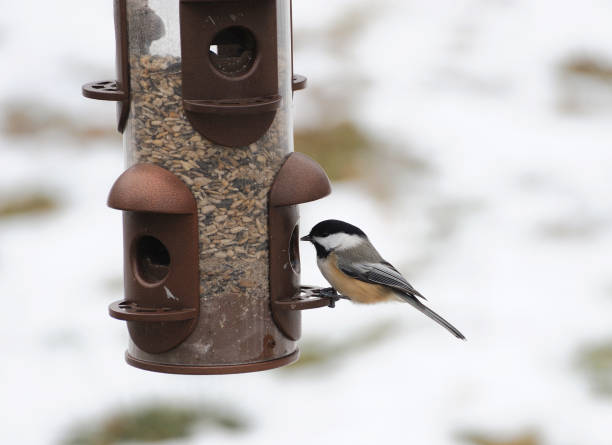 istock Close up on bird standing at the feeder 2178299667