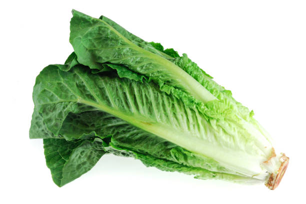 istock Fresh romaine lettuce isolated on white background 2178300044