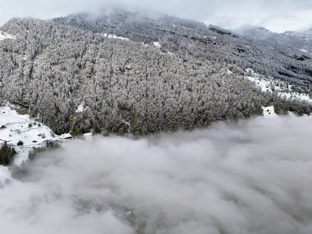 Aerial view of a dense winter forest blanketed in snow, with mist rolling through the valley below.