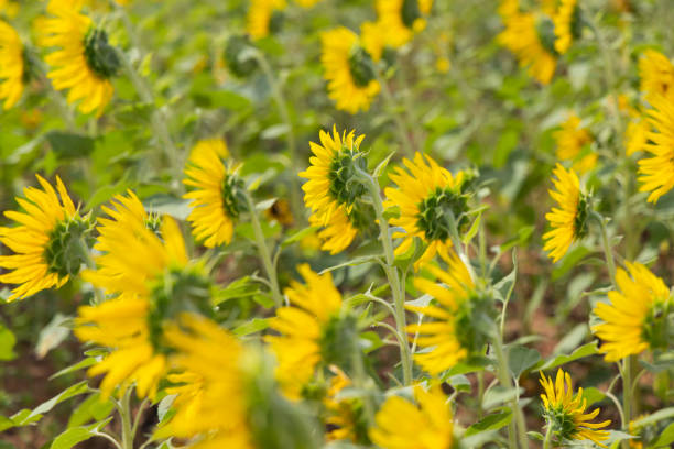 Beautiful blooming colourful sunflower field in India