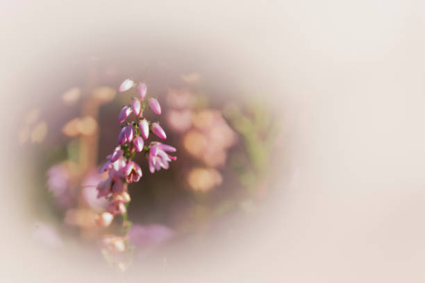 Stunning view of the beautiful blooming purple pink heather Calluna Vulgaris flowers close up in dutch landscape